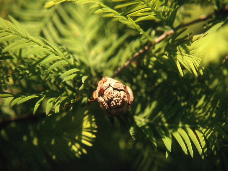 Taxodium distichum / Cipresso calvo